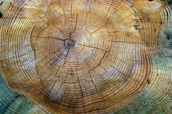 pourquoi la croissance d'un arbre s'arrete en hiver